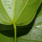 Abuta panamensis Frunză