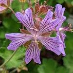 Geranium renardii Flower