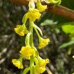 Ribes magellanicum Flor