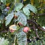 Crataegus germanica Leaf