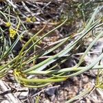 Bupleurum fruticescens Folha