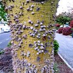 Ceiba speciosa خشب