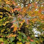 Liquidambar styraciflua Likasa