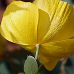 Dendromecon harfordii Flower