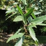 Quercus libani Leaf