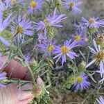 Machaeranthera tanacetifolia Flor