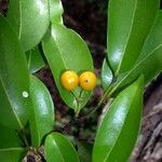 Huberantha nitidissima Fruit