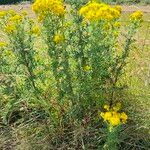 Jacobaea erucifolia Alkat (teljes növény)