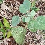 Abutilon indicum Foglia