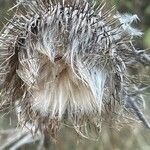 Cirsium eriophorum Fruit