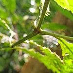 Psychotria borjensis Kabuk