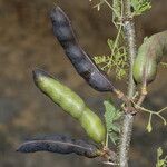 Vachellia farnesiana অভ্যাস