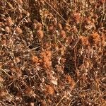 Trifolium squamosum Yaprak