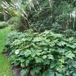 Actaea dahurica Leaf