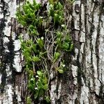 Angraecum distichum Leaf