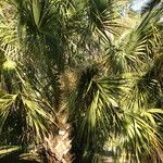 Sabal palmetto 葉