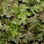 Hymenophyllum le ratii 整株植物