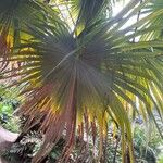 Thrinax excelsa برگ