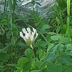 Trifolium clypeatum പുഷ്പം