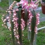 Disocactus phyllanthoides Blatt