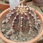 Gymnocalycium mihanovichii Staniste