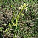 Orchis provincialis Hábito