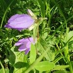 Campanula rapunculoidesFloro