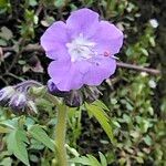 Phacelia bipinnatifida Flower