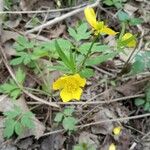 Ranunculus hispidus പുഷ്പം