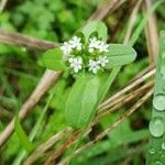 Valeriana woodsiana Květ