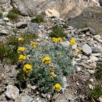 Artemisia glacialis Celota