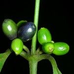 Ronabea latifolia Fruit