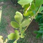 Cardiospermum grandiflorum Leaf