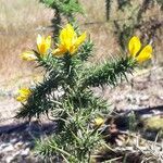 Ulex minor Hoja