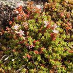 Sedum anglicum Flower