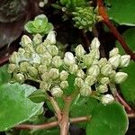 Polycarpon tetraphyllum Flor