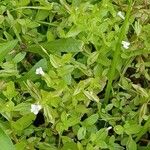 Lindernia dubia 形態