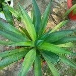 Agave demeesteriana Feuille