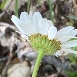 Leucanthemum adustum Blomma