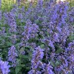 Nepeta grandiflora