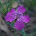 Dianthus balbisii Floare