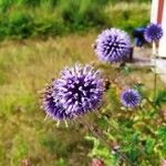 Echinops bannaticusFlor