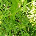 Galium mollugo 葉