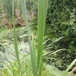 Typha orientalis 叶