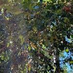 Syzygium floribundum Hoja