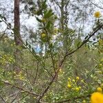 Acacia paradoxa Flower