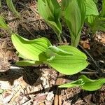 Cypripedium parviflorum Ліст