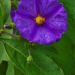 Lycianthes rantonnetii Fula