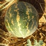 Citrullus colocynthis Fruit