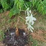 Cecropia albicans Pokrój